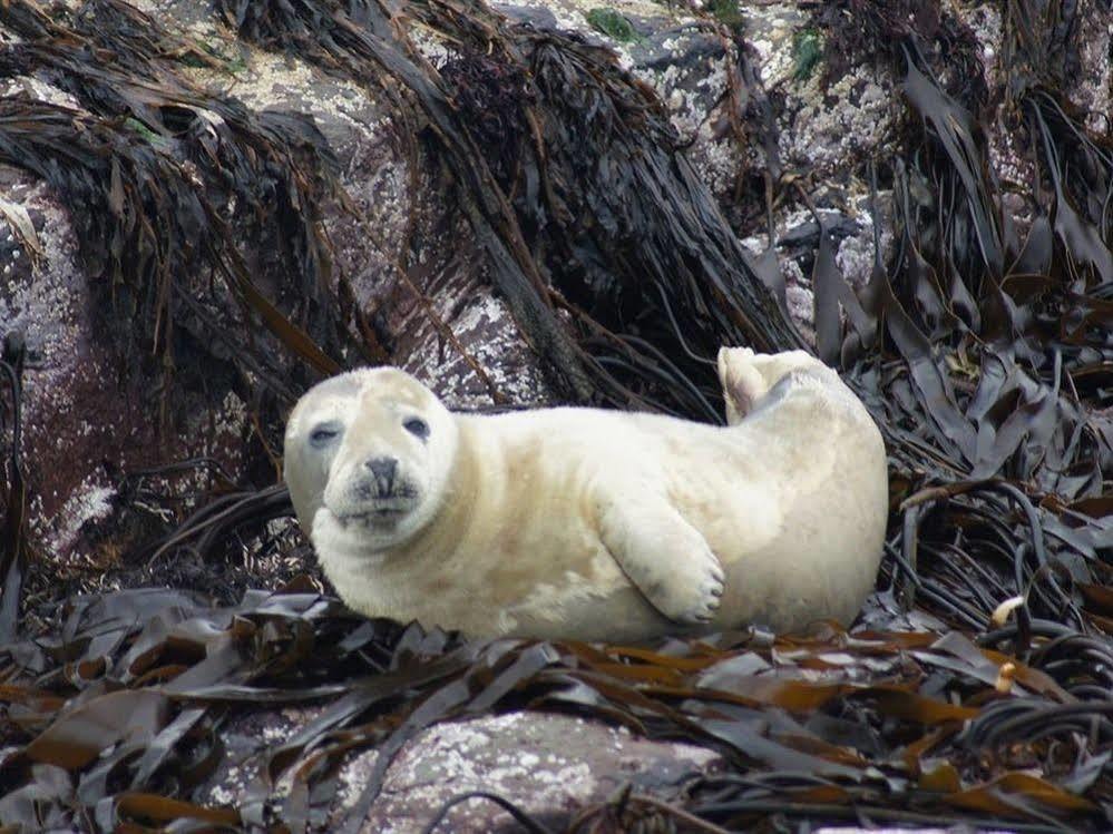 Farne Island
