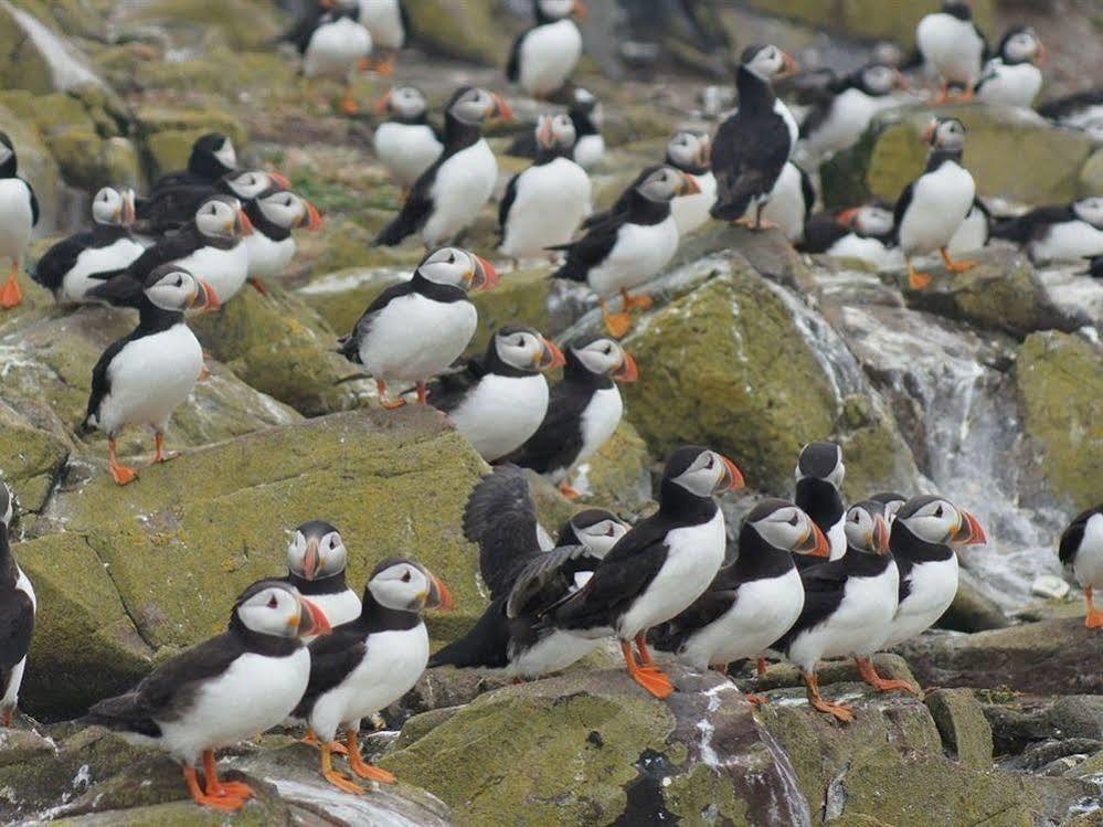 Farne Island 4* Seahouses