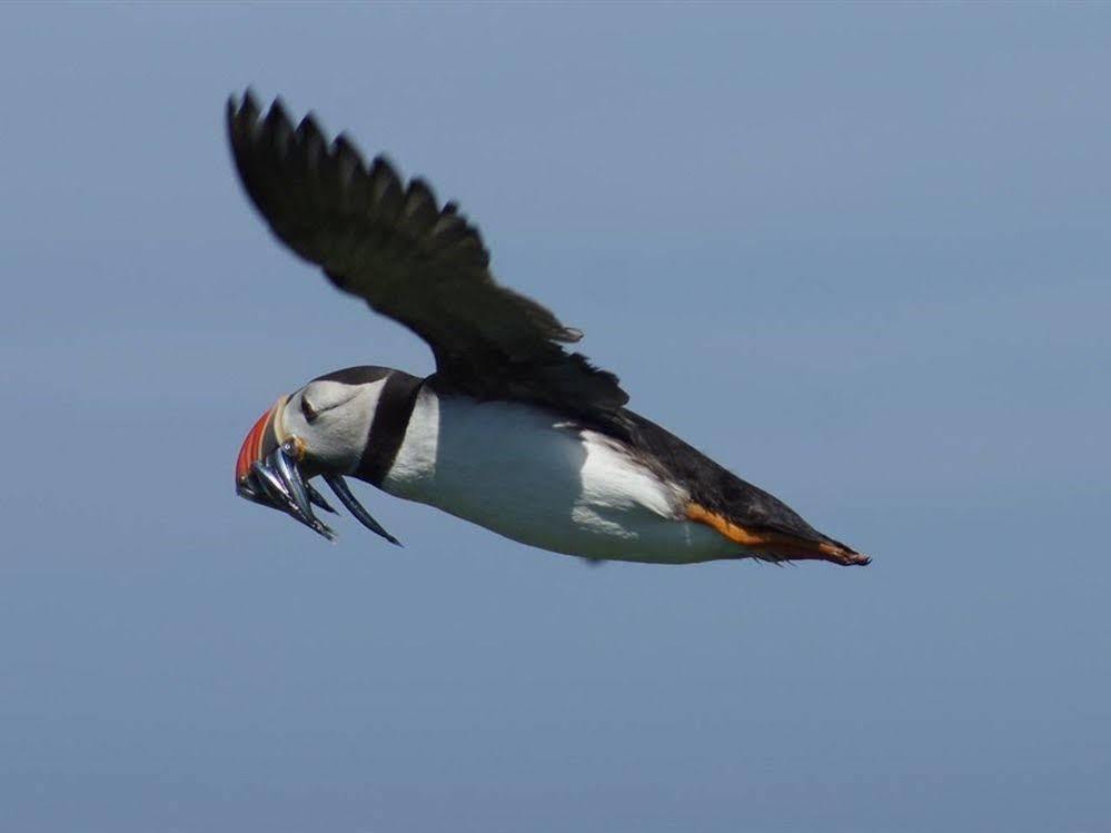 Bed & Breakfast Farne Island 4*