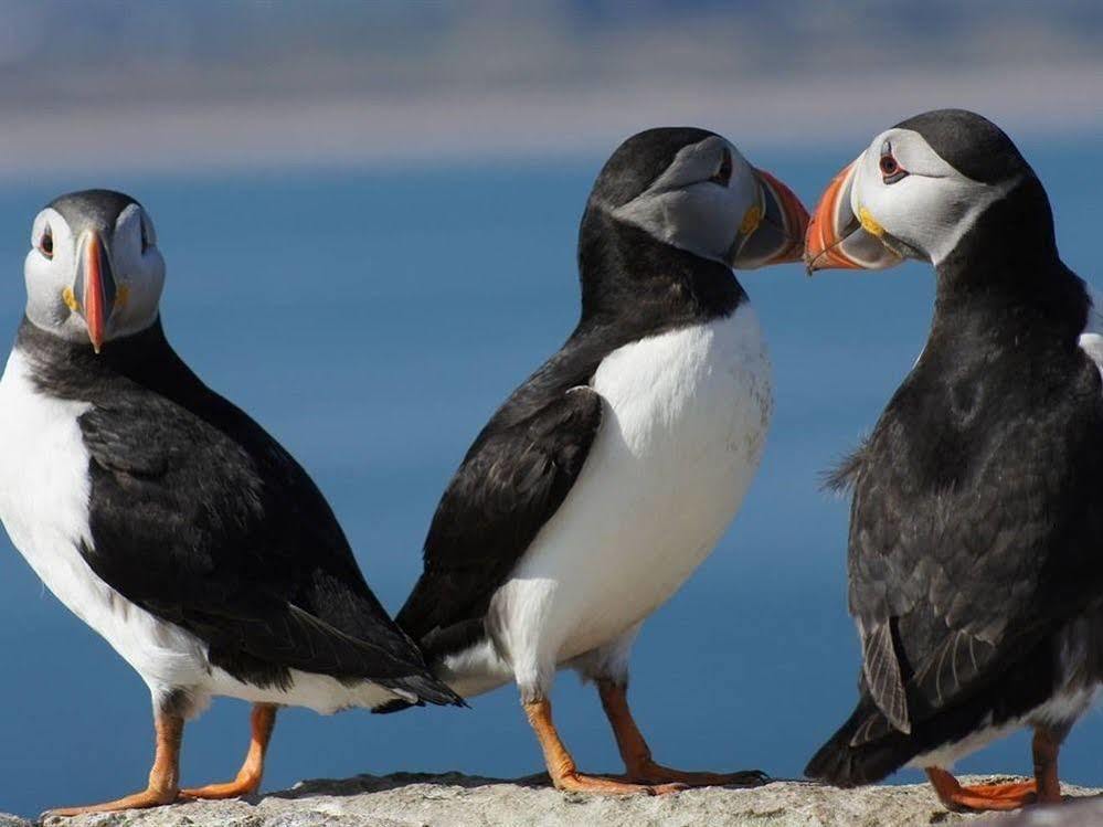 Farne Island